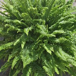 XL Boston Fern Live Plants 
