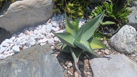 Agave Guiengola