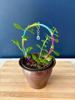 Potted Plant with Rainbow Trellis