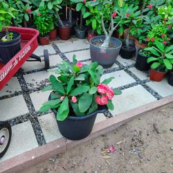 Plants/Plantas