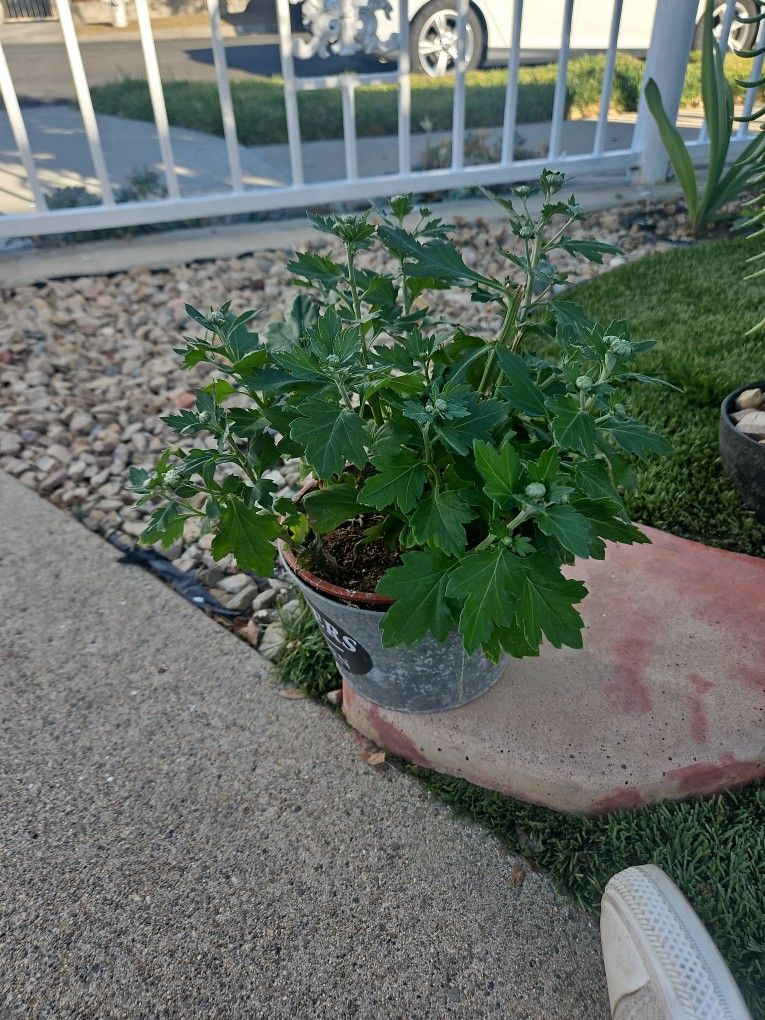 Garden Mum Plant In A Metal Bucket
