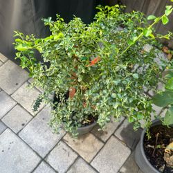 Finger Lime Tree