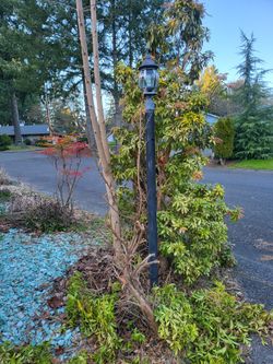 Large Plant And 1 Small