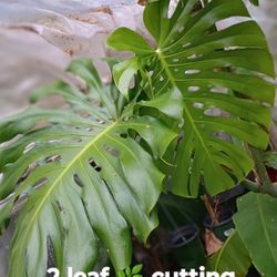 Large Monstera Deliciosa Plant Cutting (pls Read Description Below)