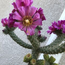 Eves Needle Cactus Plant 