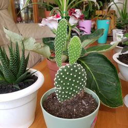 $10 Each , Plants