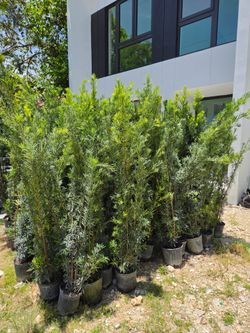 podocarpus 6 to 7 feet tall Instant Privacy Hedge For Fence Green Full Ready for planting  minimum qty 30+