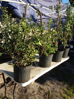 Barbados acerolas _cherry 🍒🍒25_35__40con flores ya ,,,,,