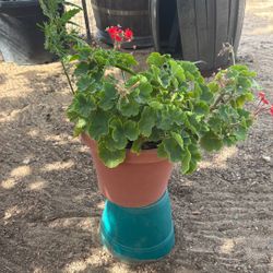 Planta De Geranio 