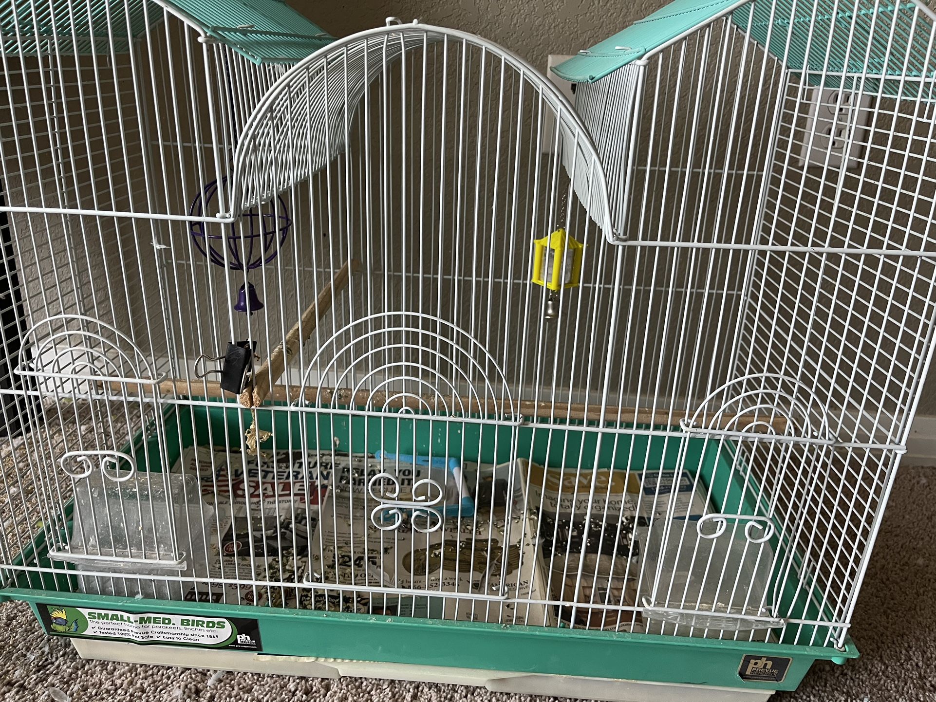 Parakeet/Parakeets/Budgie/Budgies