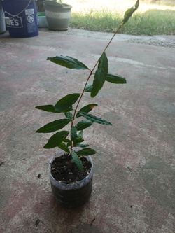 pomegranate tree