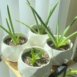 Aloe Vera & Lace Aloe