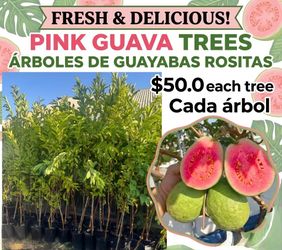 Pink guava trees/ Arboles de guayabas rositas $50.00 each