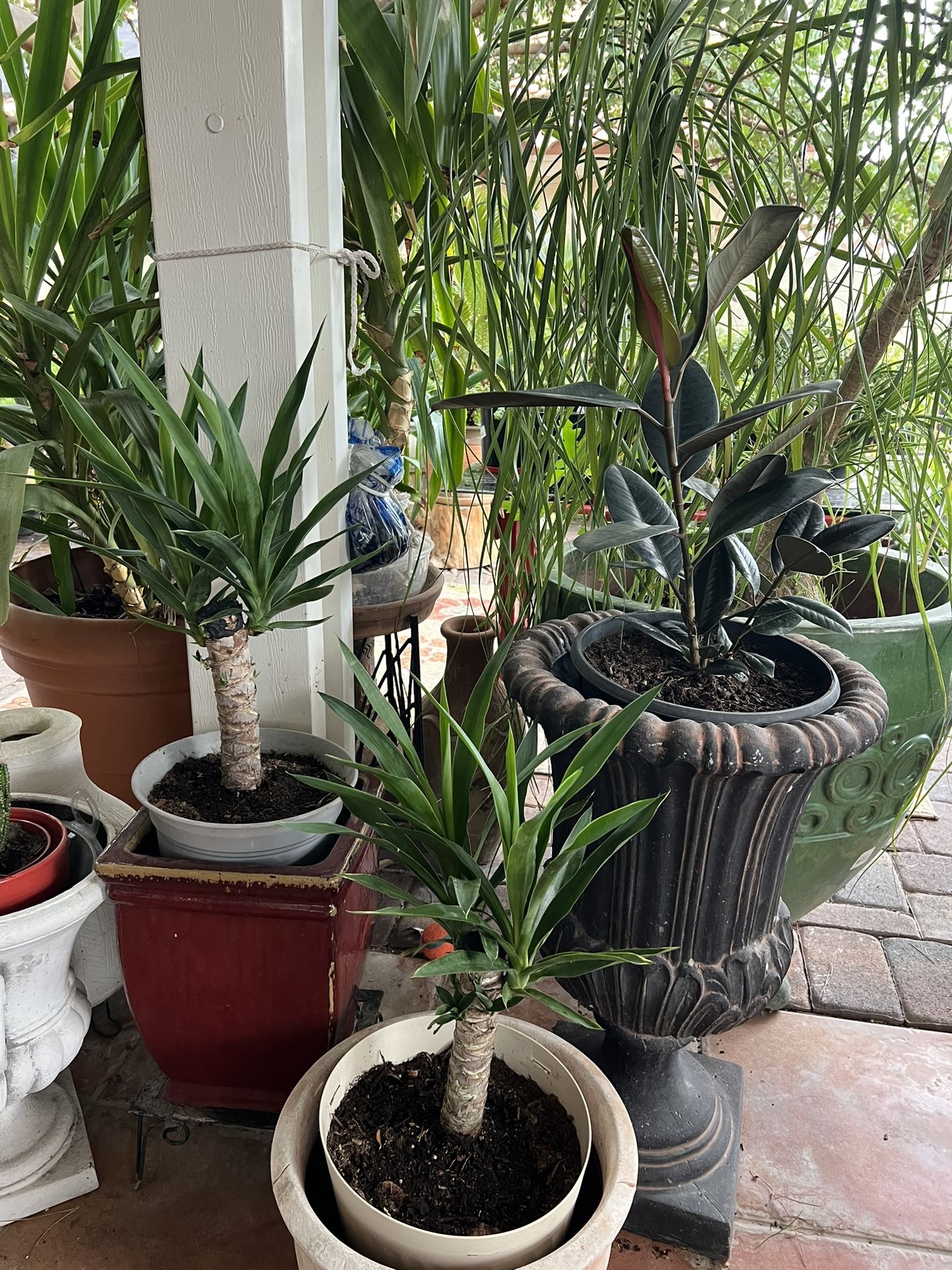 🌵 Stunning House Plants, Cacti & Succulents - From $5! 🌿 📍 Near Tropicana & Jones, Las Vegas, NV 💸 Prices: Starting at just $5! Small plants from