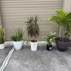 Different Potted Plants