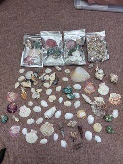 Sea Shells