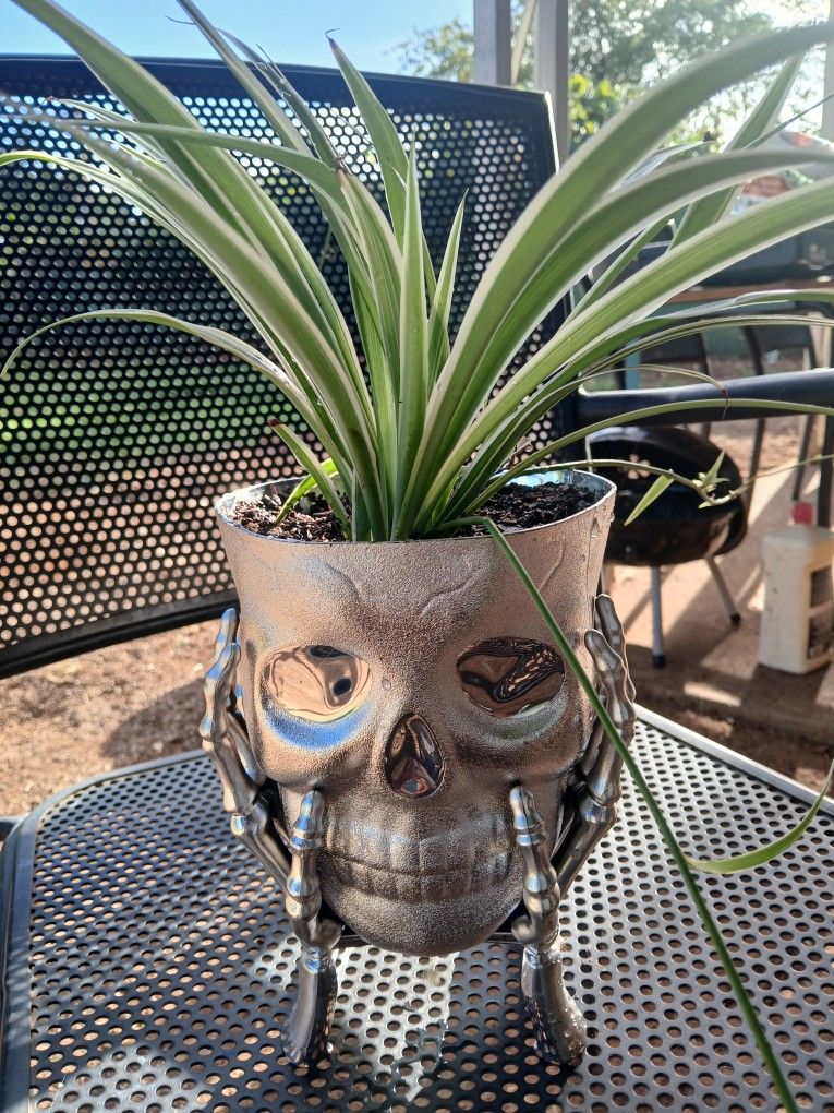 Plants