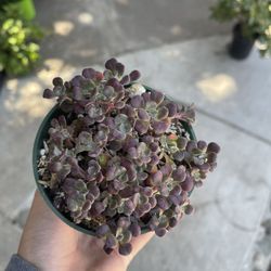 4” Purple Sedum