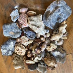 Authentic Coral, Shells, Rocks For  Aquariums / Decor