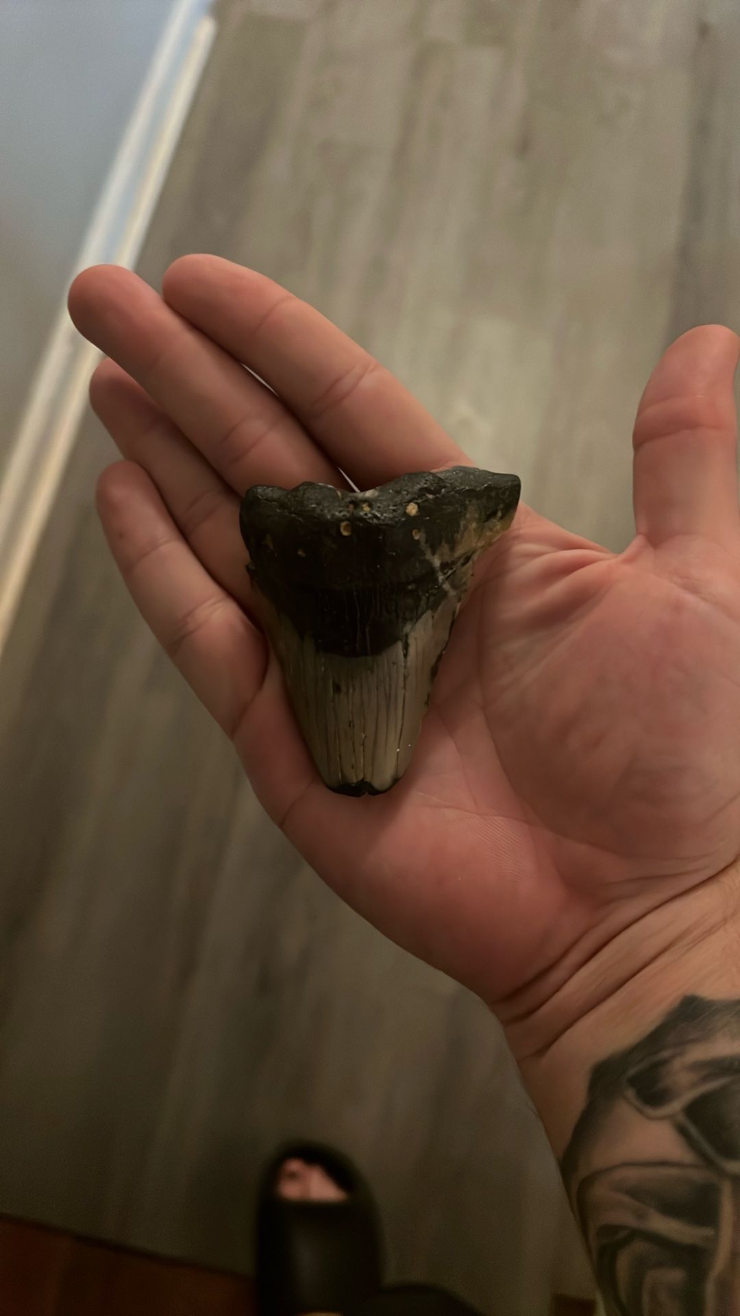 3 1/2 Shark Tooth