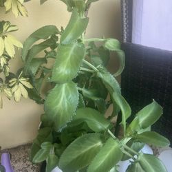 Large Mother Of Thousand Plant