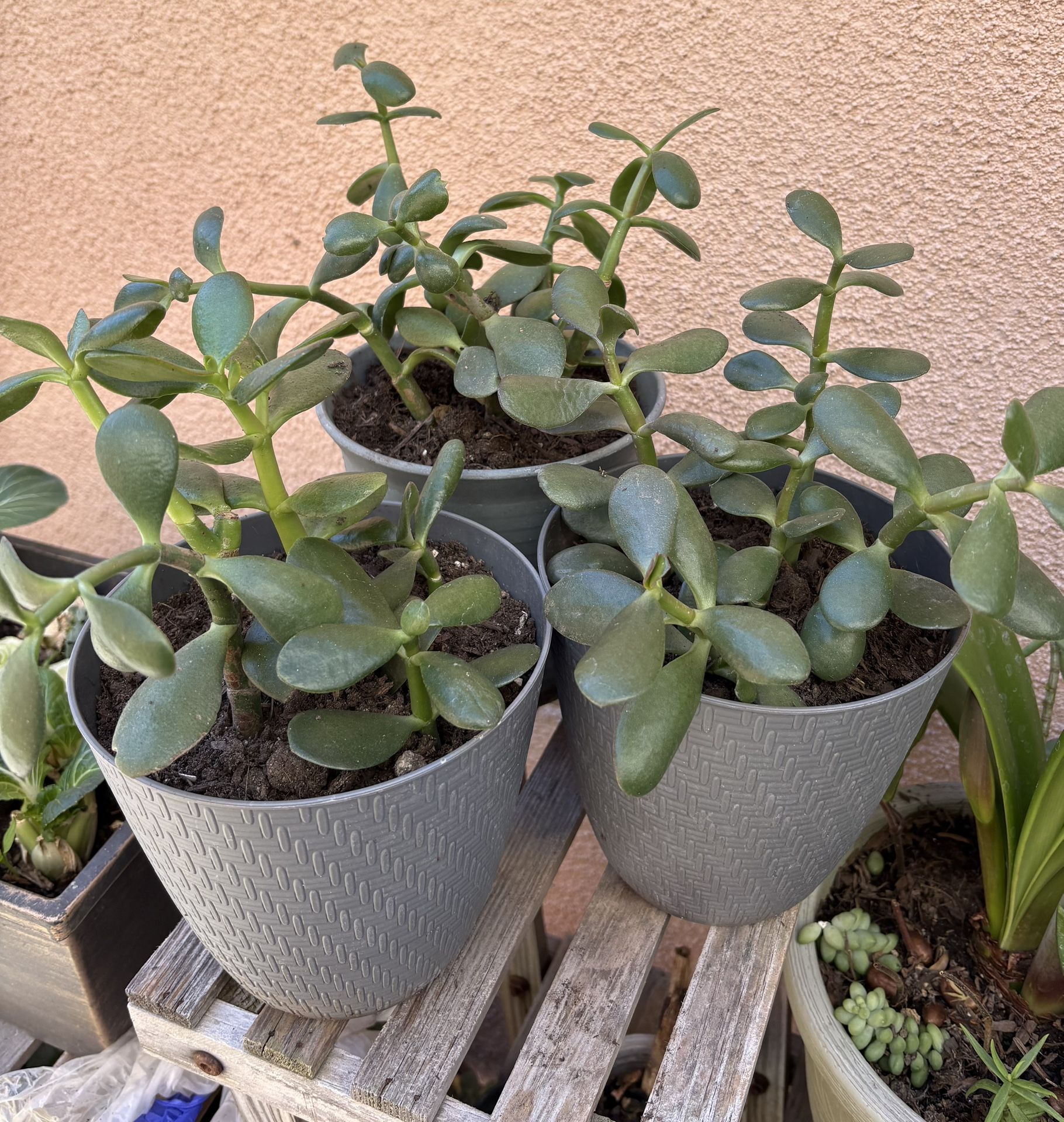 Jade Plants