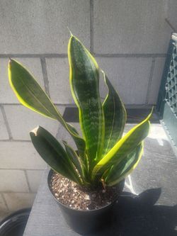 General.. sanseveria plant or lengua de suegra.mice