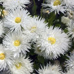 Perennial Starters