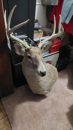 8 Pt Buck Shoulder Mount