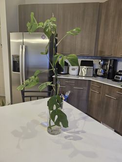 Mini monstera for sale