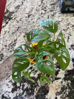 Monstera Adansonii Swiss Cheese Plant