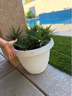 Climbing aloe for $30((cheyenne y Coleman ))