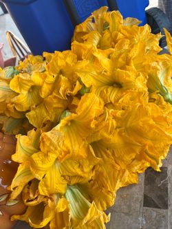 Flor de calabaza recién cortada