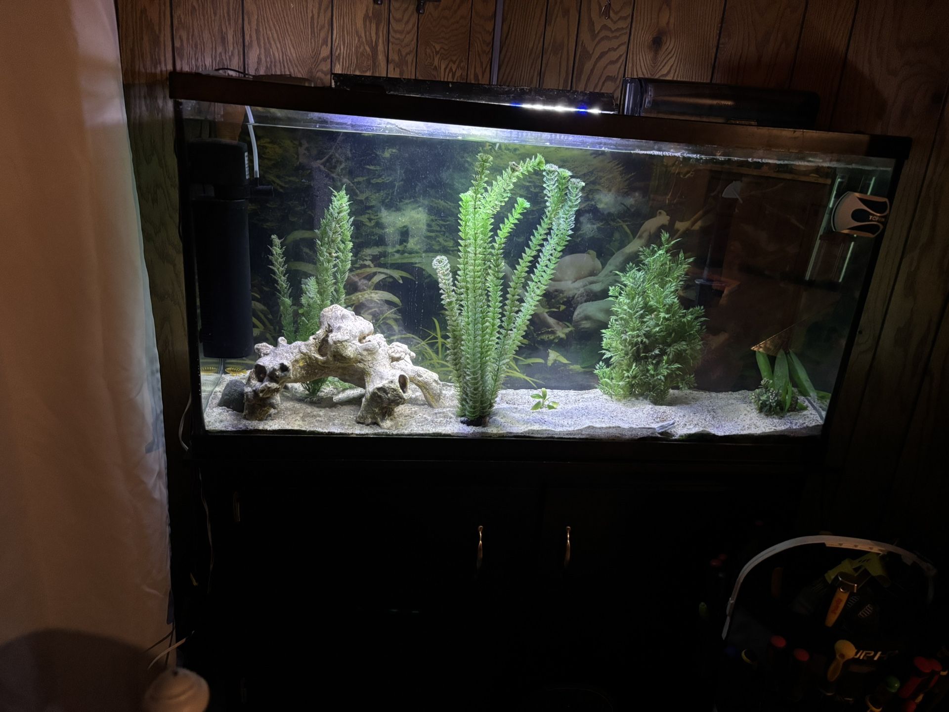 60 Gallon Tank