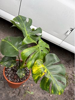 Monstera Áurea yellow variegated