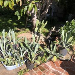 Agave Plant 