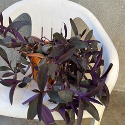 Purple Heart plant