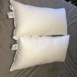 Two Cuddledown Pillows 