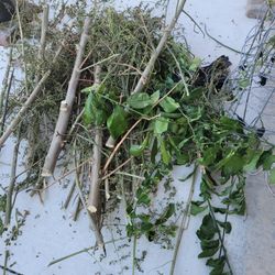 Drumstick, Moringa સરગવો सहजन Branches ready to plant