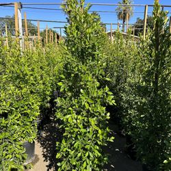 Ficus Nitida Privacy Hedge
