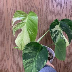Monstera Jungle Mint