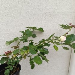 Live Rose Plant Blooming Soon 1-gal Eden Beautiful color