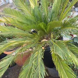 Sago Palm 