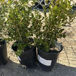 6 Boxwood Shrubs And Mulch
