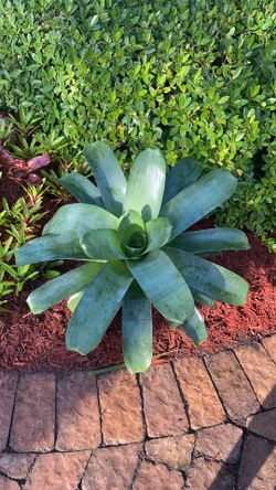 Alcantarea imperial  Bromeliad