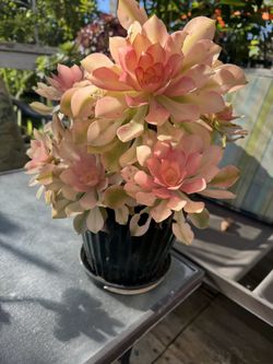 Fall In Love Korean Succulent Plant 