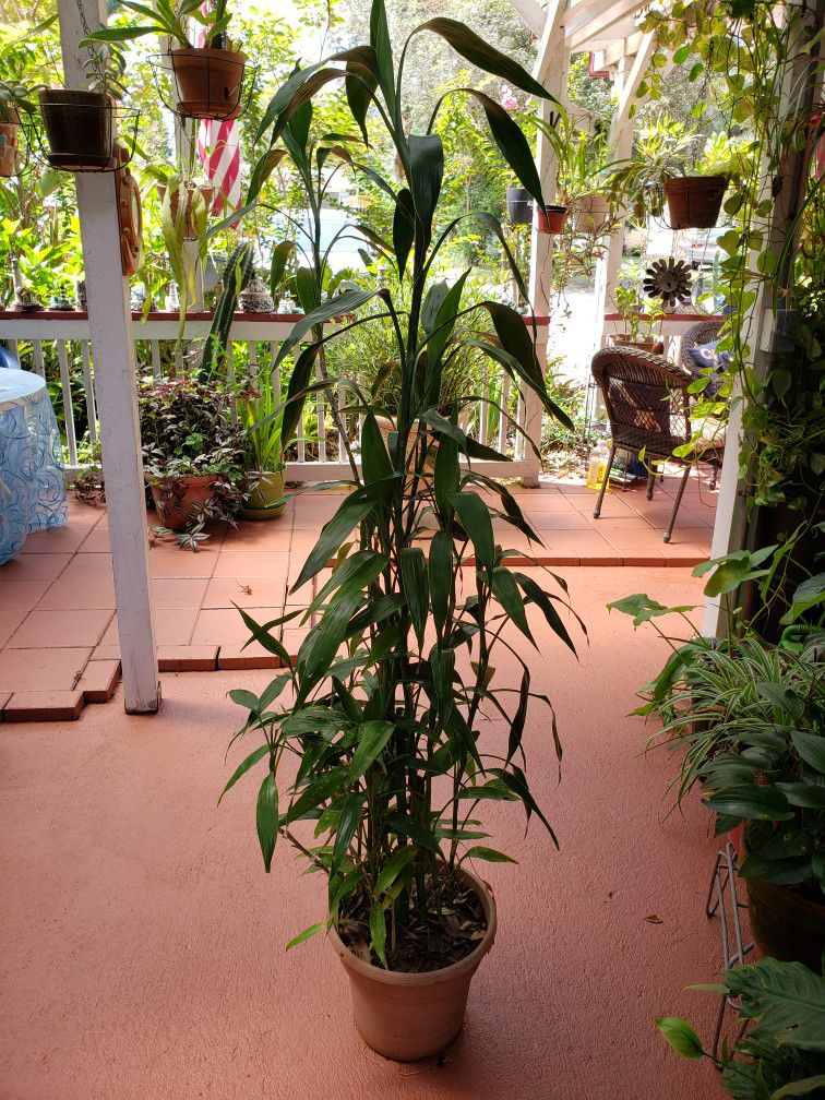 Big Bamboo Plant  5ft. High 