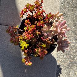 Succulent Plants 6” Pot 