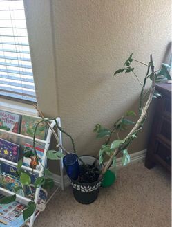 Mini monstera with terracotta water spike