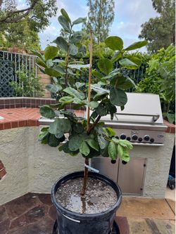 Taiwan seedless white guava